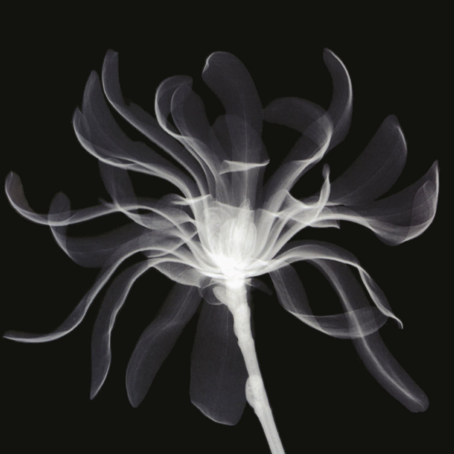 Jump, Little Children Vertigo (2LP | White Vinyl)