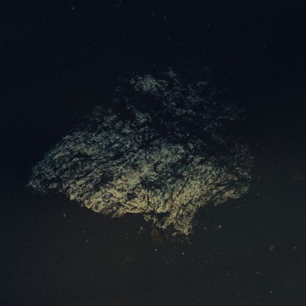 Multicast Dynamics Lost World