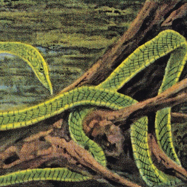 RAINFOREST SPIRITUAL ENSLAVEMENT Green Graves