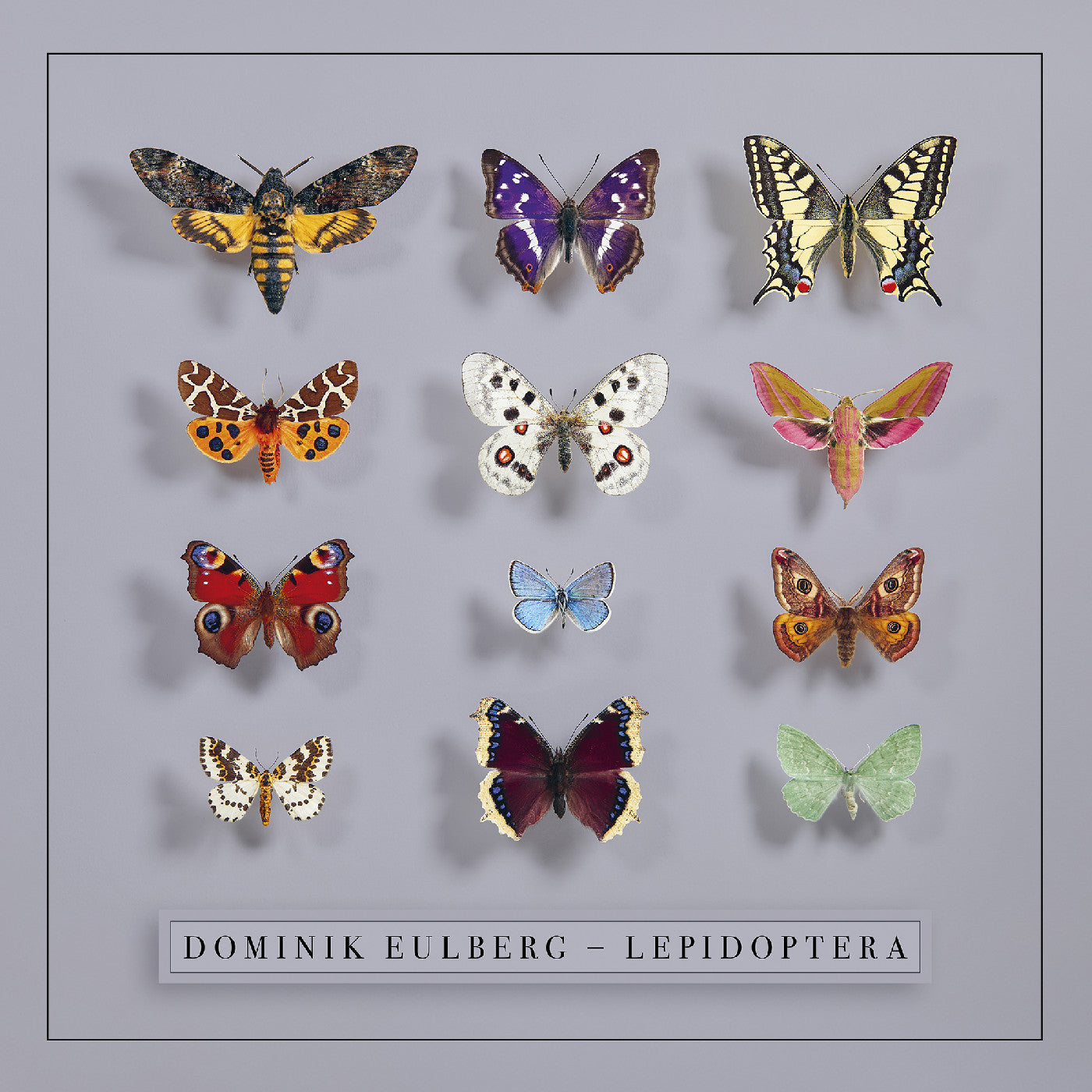 Dominik Eulberg Lepidoptera