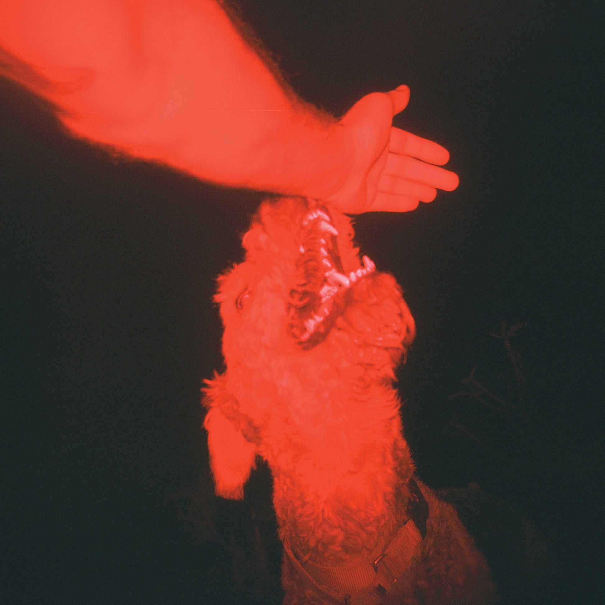 Eli Winter A Trick Of The Light