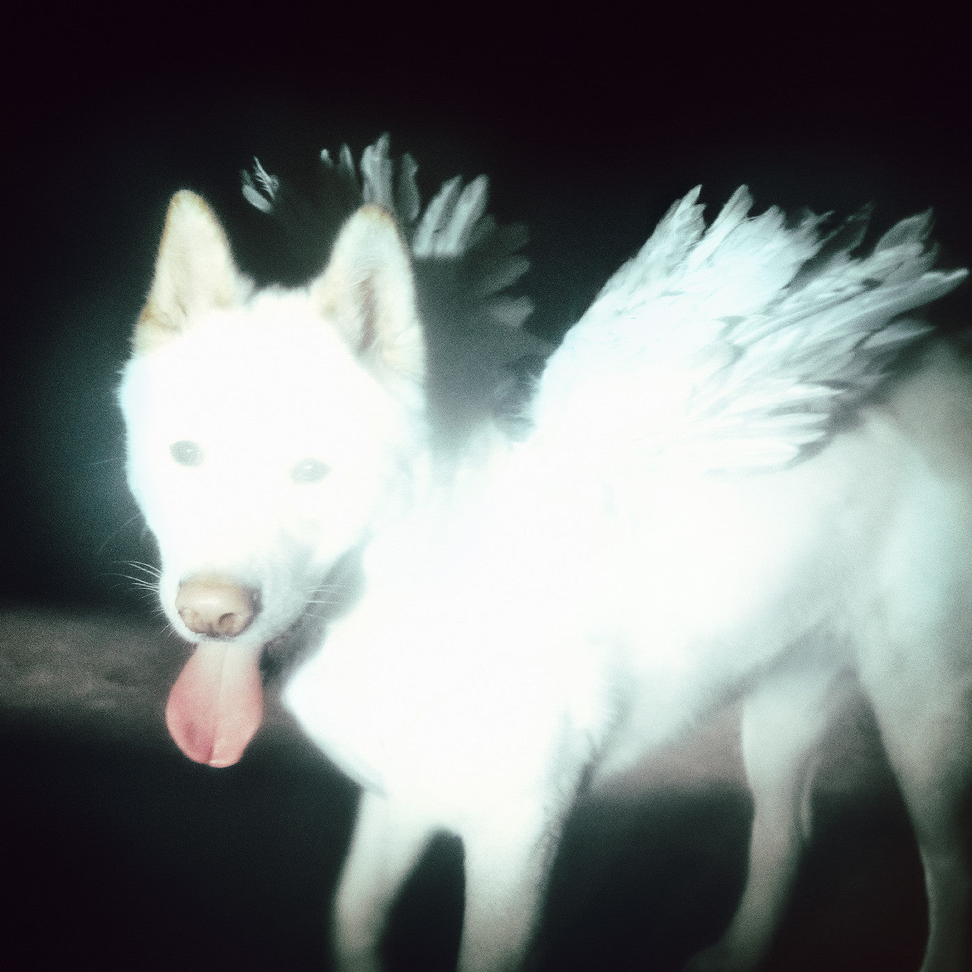 Fat Dog Cancel Me (I'M Tired)