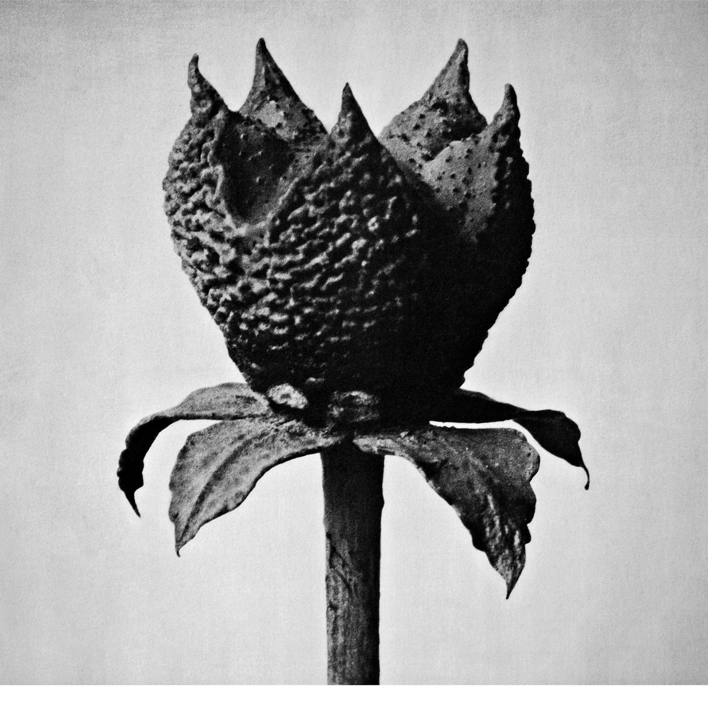 Masayoshi Fujita Book Of Life