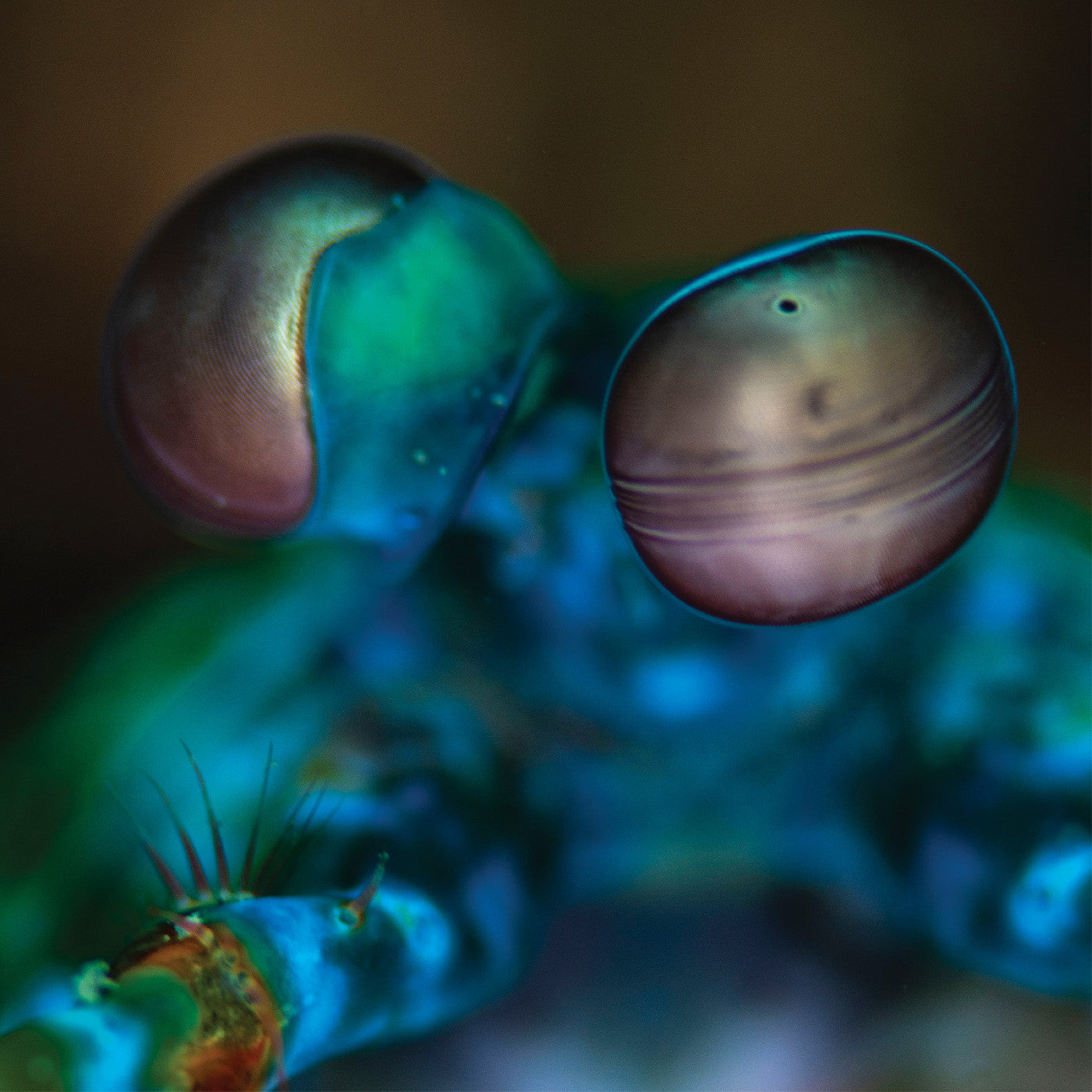 MELVIN GIBBS Amasia: Anamibia Sessions 2 (Crystal Clear Vinyl)