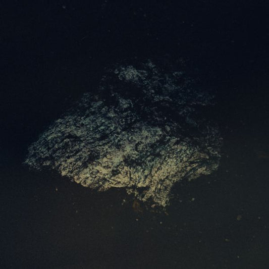 Multicast Dynamics Lost World