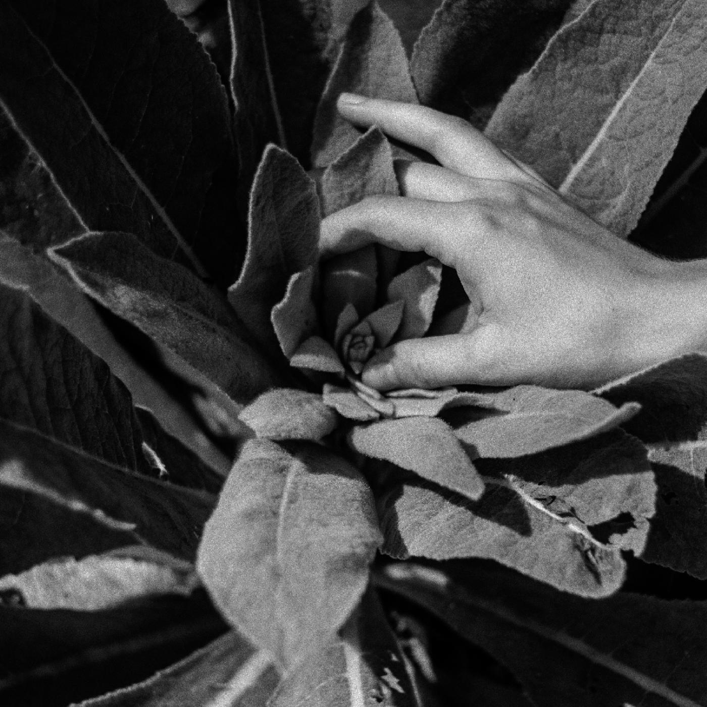 Nanook Of The North Heide (Indie Exclusive Silver Vinyl)